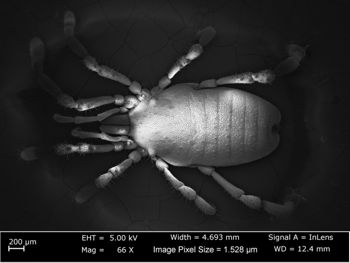 Media type: image;   Invertebrate Zoology 162249 Aspect: dorsal view